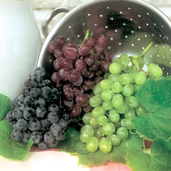 Photo of Red, White & Blue Seedless Grape Vine Collection