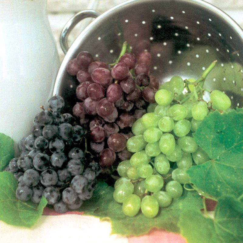 Grape Vines From Stark Bro S For