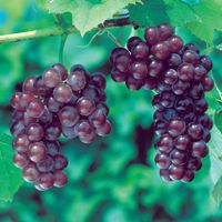Reliance Seedless Grape Vine - Stark Bro's