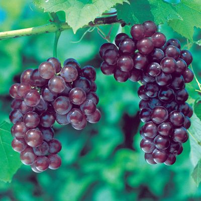 Reliance Grapes