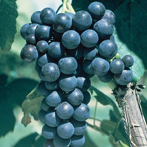 Photo of Glenora Seedless Grape Vine