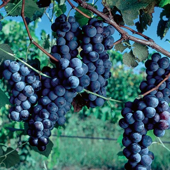 Photo of Concord Grape Vine