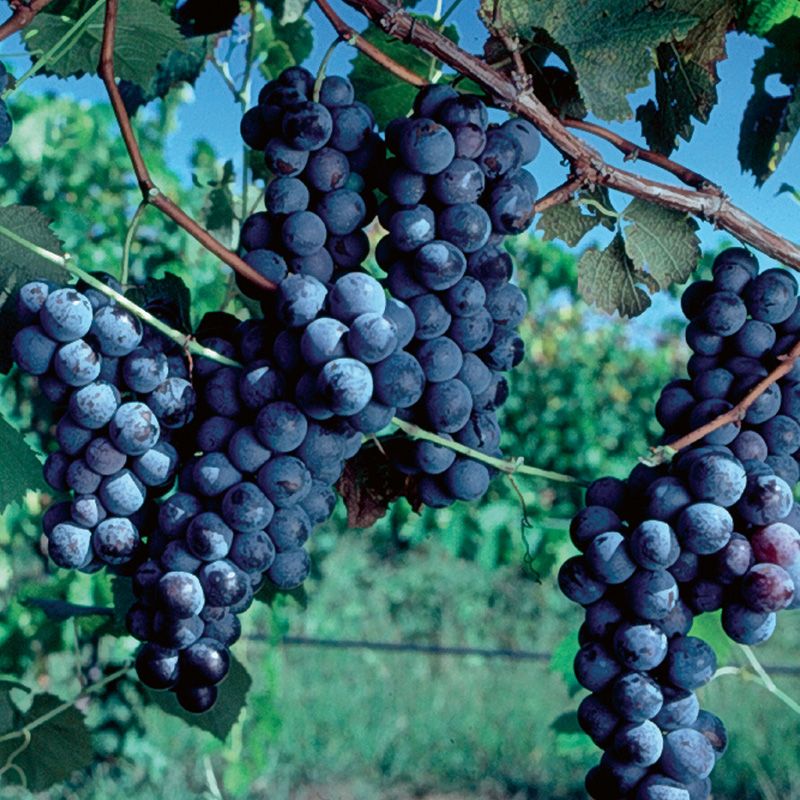 Grapes Garden Xxx Video - Concord Grape Vine - Stark Bro's