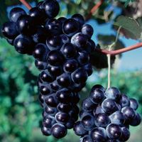 grape ブラック　M GRAPE 2161-200x200.jpg