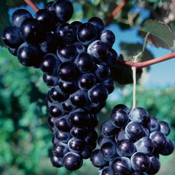 Concord Seedless Grapes