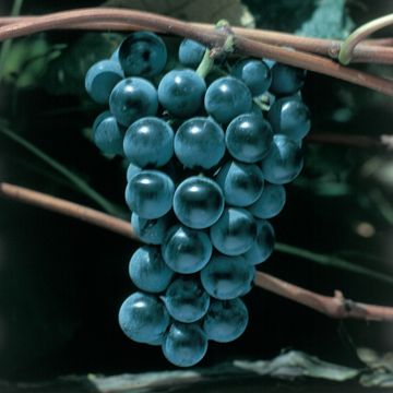 Photo of Concord Seedless Grape Vine