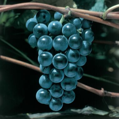 Photo of Concord Seedless Grape Vine