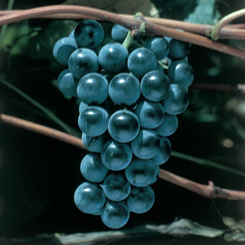 Concord Seedless Grape Vine - Stark Bro's