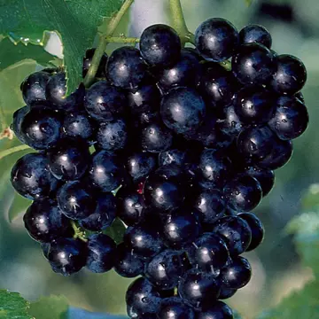 Cowart Muscadine Grape