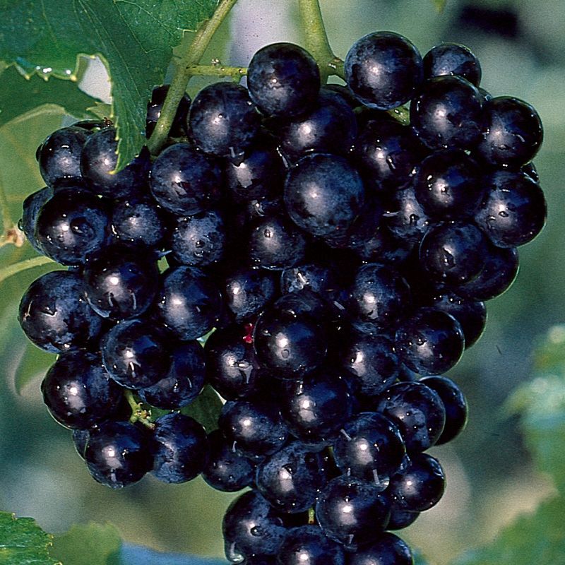 Muscadine Grape