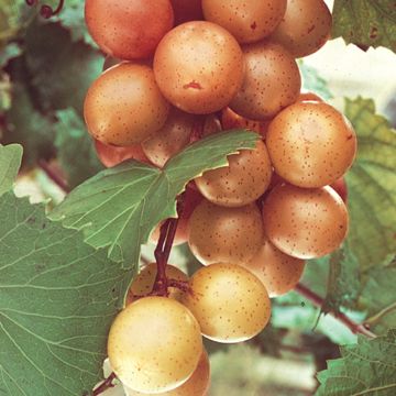 Fry Muscadine