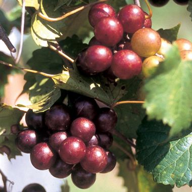 Scarlet Muscadine Grape