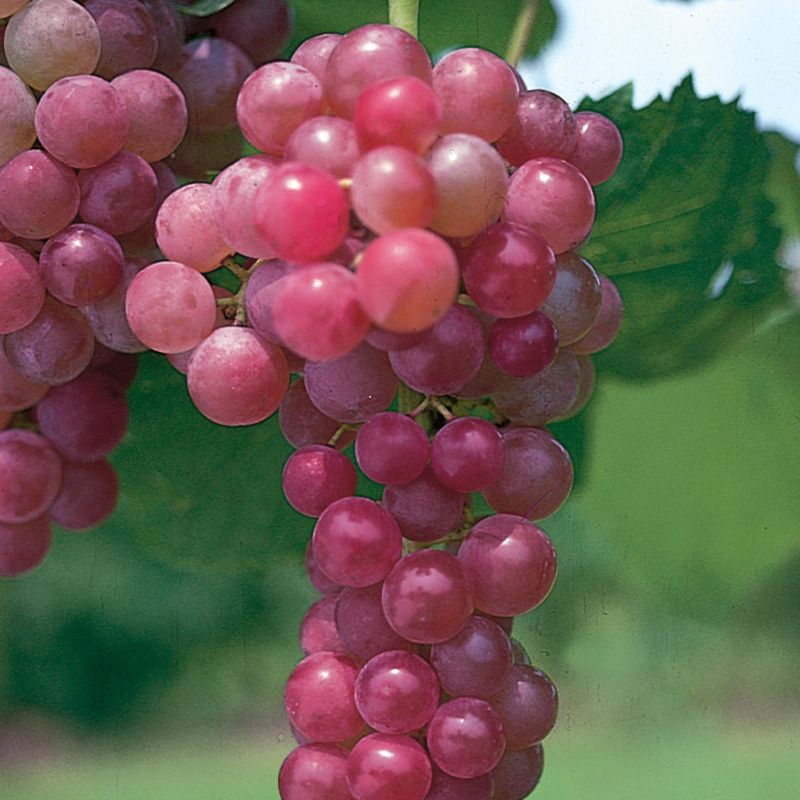 Red Seedless Grapes