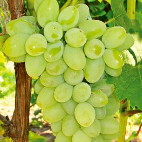 Free Shipping Cuttings self pollinating Grape Seedless Thompson white variety popular table snack sweet & tender-medium size