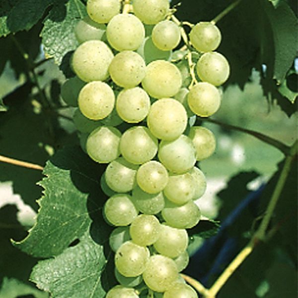 Marquis Grapes
