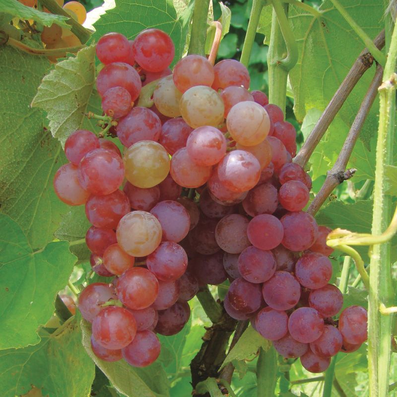 Red Seedless Grapes