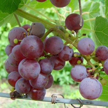 Photo of Somerset Seedless Grape Vine