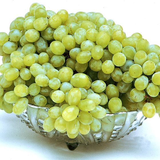 Photo of Marquis Seedless Grape Vine