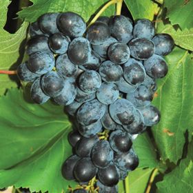 Photo of Faith Grape Vine