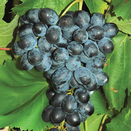 Photo of Faith Grape Vine
