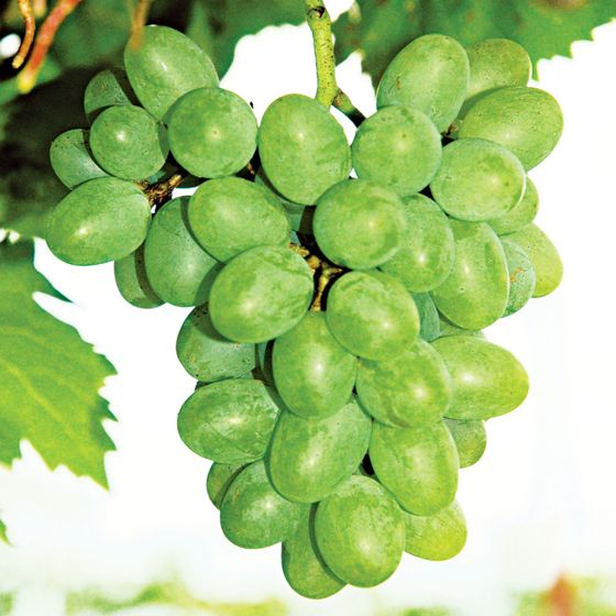 Photo of Gratitude Grape Vine