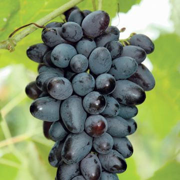 Photo of Joy Grape Vine