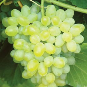 Photo of Hope Grape Vine