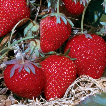 Photo of Allstar Strawberry Plant