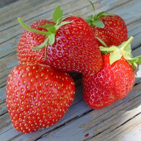 Photo of Jewel Strawberry Plant