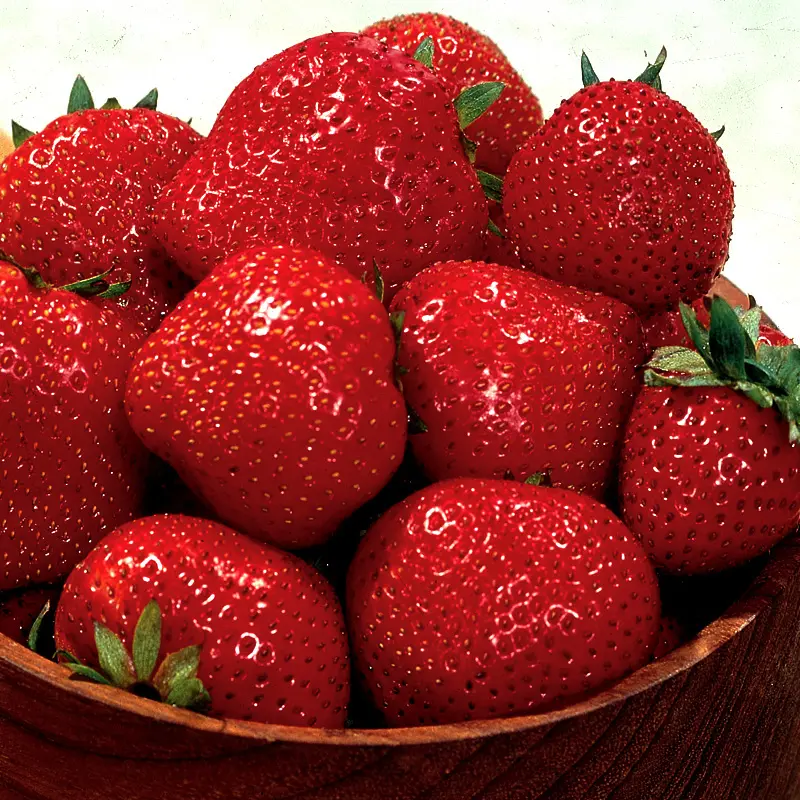 Stark Bros. Tristar Strawberry Plant