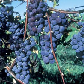 VAN ZYVERDEN Grapes Marquis Seedless Plant (Set of 1) 84548 - The