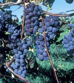Photo of Thomcord Seedless Grape Vine