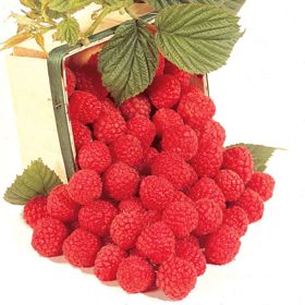 Photo of Heritage Red Raspberry Plant