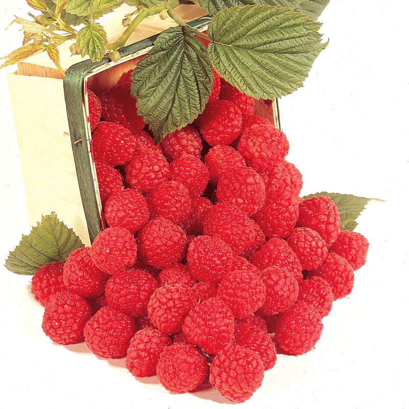 1-12 Heritage Raspberry Potted Plants Dark Red Berries Ever Bearing