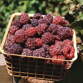 Photo of Royalty Purple Raspberry Plant