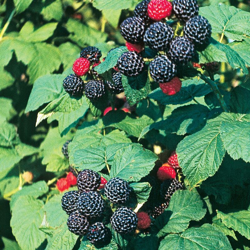 wild raspberry plant