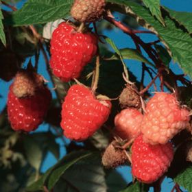 Photo of Caroline Red Raspberry Plant