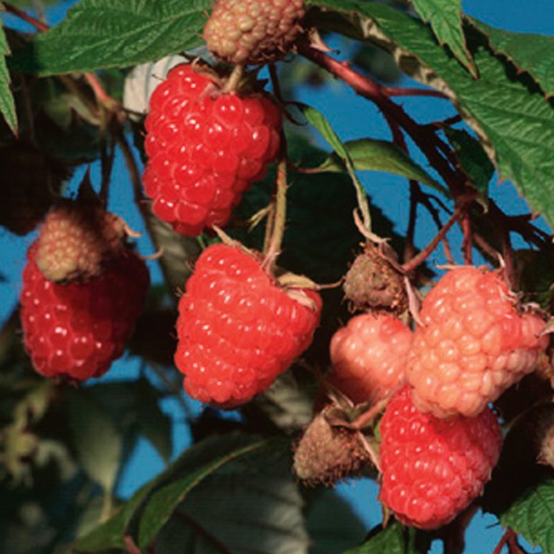 Caroline Red Raspberry Raspberry Plants Stark Bro S