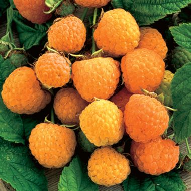 Photo of Anne Yellow Raspberry Plant