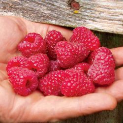 Photo of Joan J Primocane Red Raspberry Plant