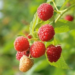 Photo of Prelude Red Raspberry Plant