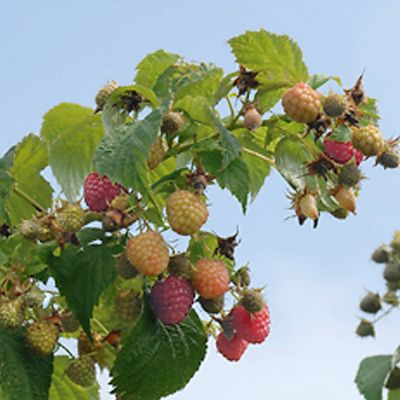 Photo of Himbo Top® Primocane Red Raspberry Plant