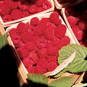Photo of Primocane Red Raspberry Plant Collection