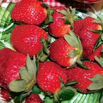 Photo of Honeoye Strawberry Plant