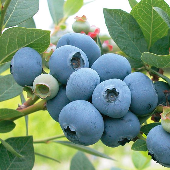 Photo of Sweetheart Blueberry Plant