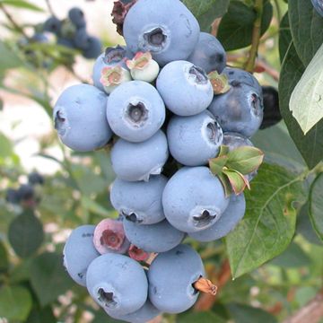 Photo of Sweetheart Blueberry Plant