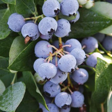 Photo of Sharpblue Blueberry Plant