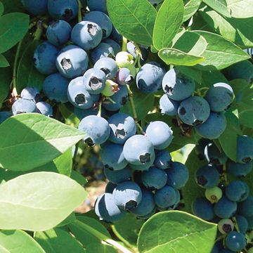 Photo of Sharpblue Blueberry Plant