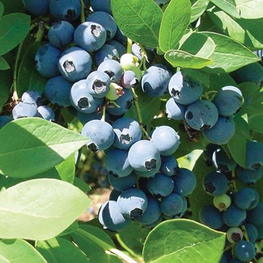 Photo of Sharpblue Blueberry Plant