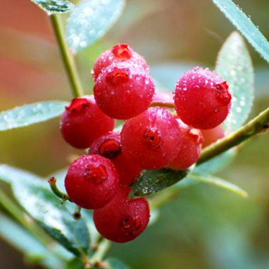 Photo of Pink Lemonade Blueberry Plant